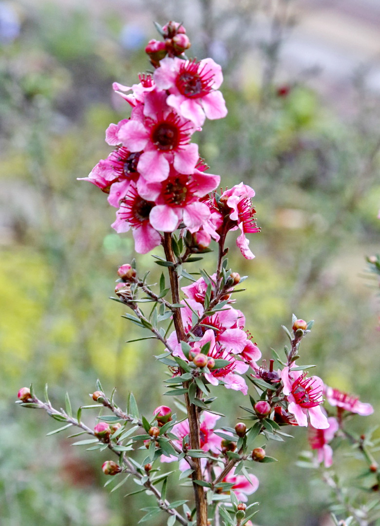 Изображение особи род Leptospermum.