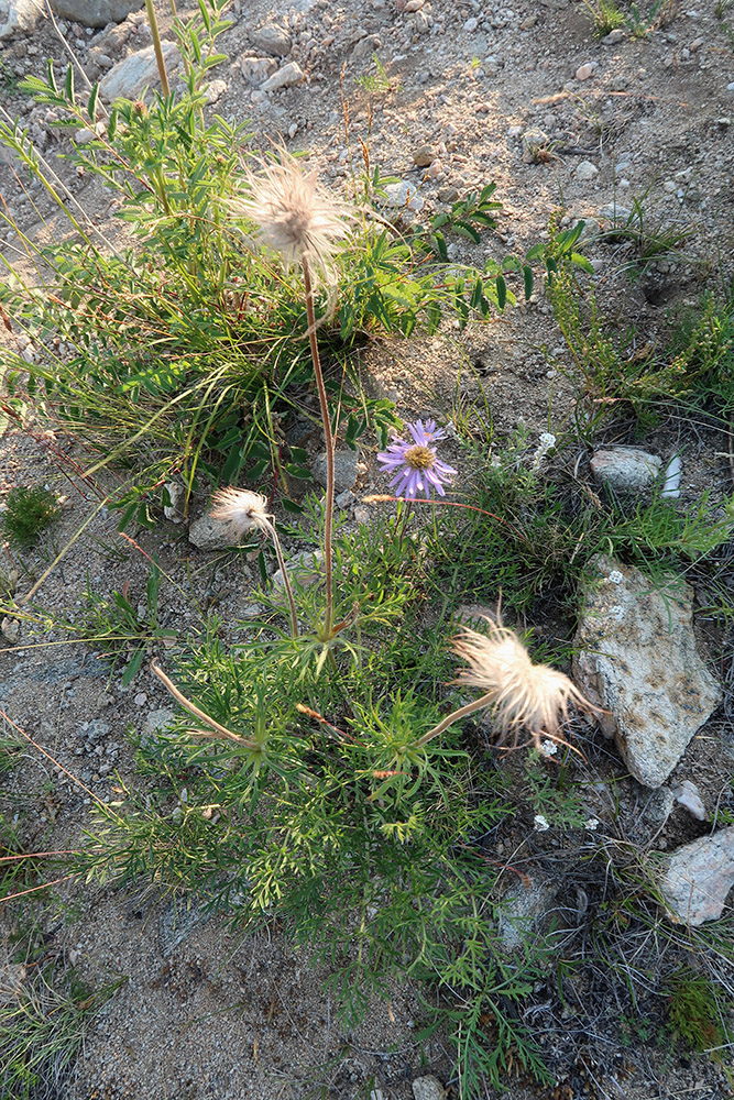 Image of genus Pulsatilla specimen.