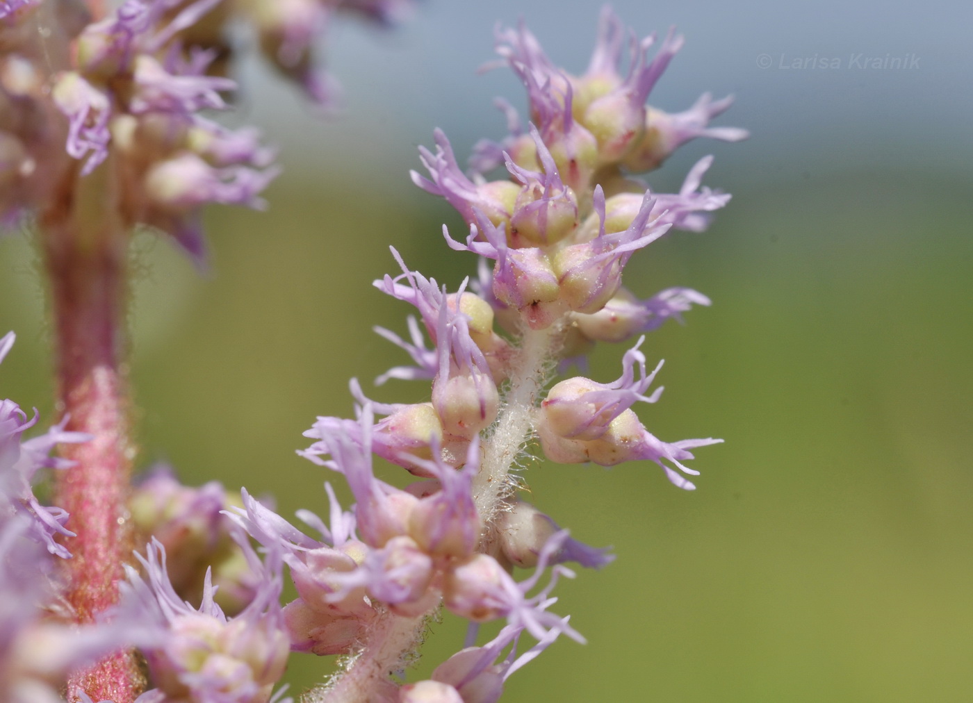 Image of Astilbe chinensis specimen.