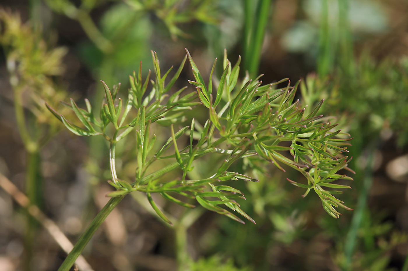 Изображение особи Cenolophium fischeri.