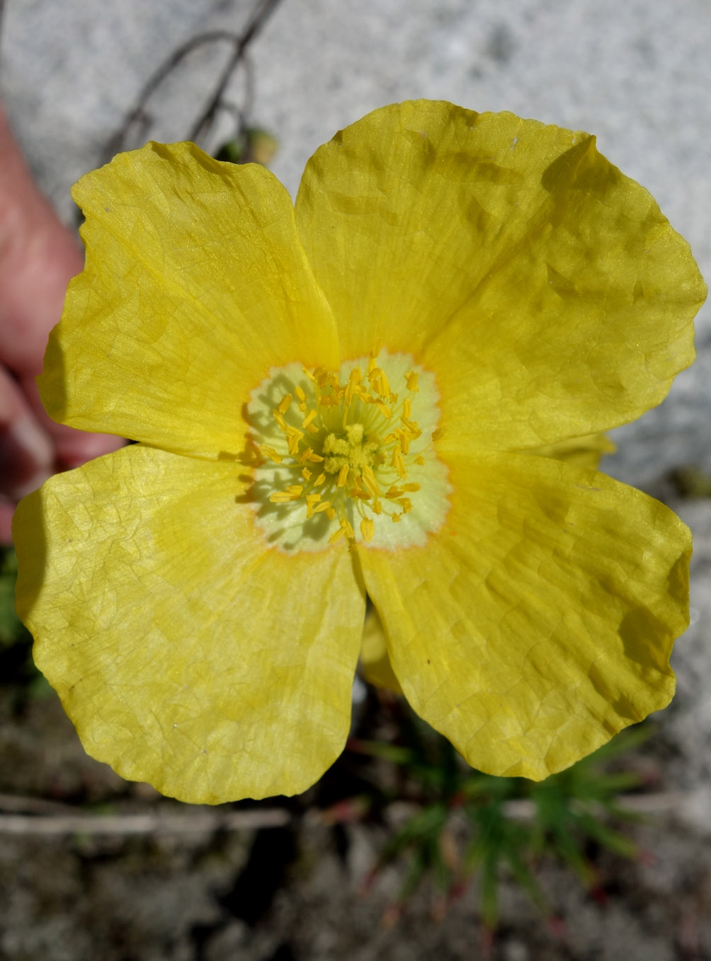 Image of Papaver croceum specimen.