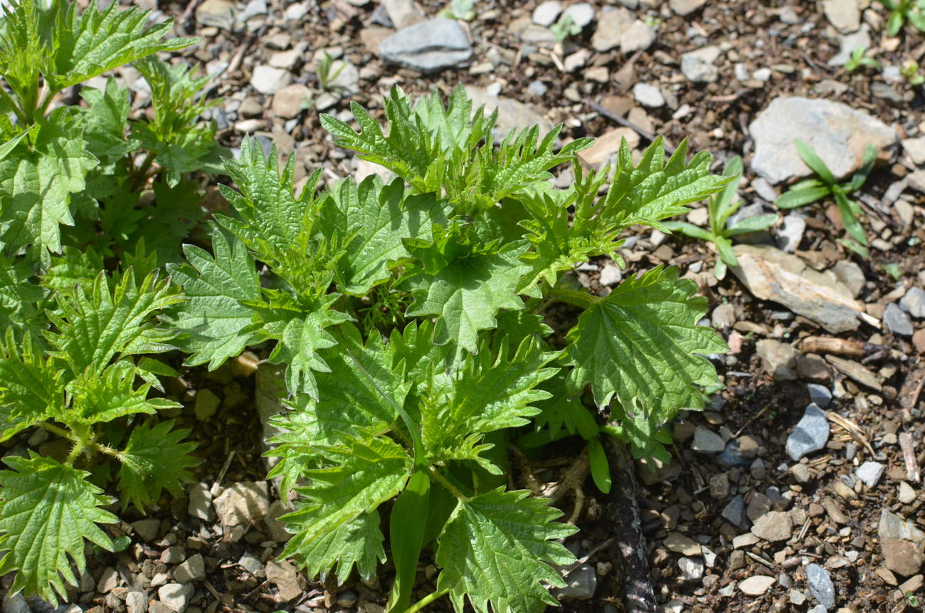 Изображение особи Urtica dioica.