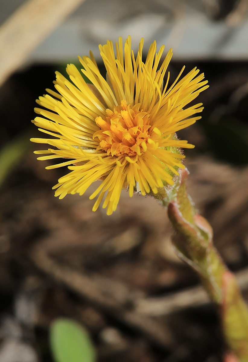 Image of Tussilago farfara specimen.