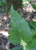 Lamium maculatum. Поражённый лист (вид снизу) (вирус?). Краснодарский край, Абинский р-н, окр. пос. Новый, широколиственный лес. 19.04.2020.