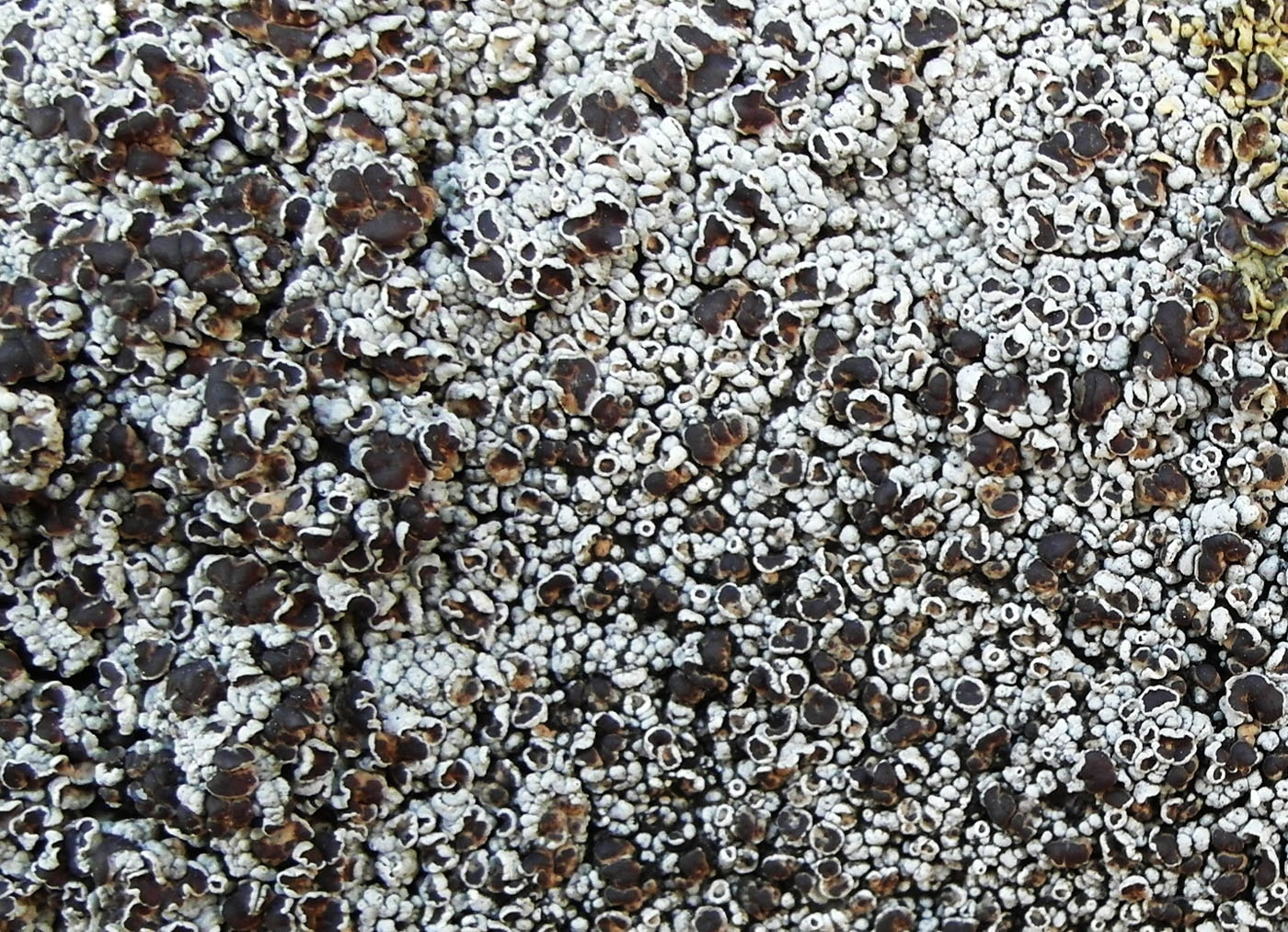 Image of Lecanora argopholis specimen.