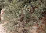 Halimione portulacoides. Плодоносящее растение. Израиль, побережье Галилеи, Рош ха-Никра (Rosh HaNikra), каменистый низкий берег Средиземного моря в зоне забрызга. 09.03.2020.