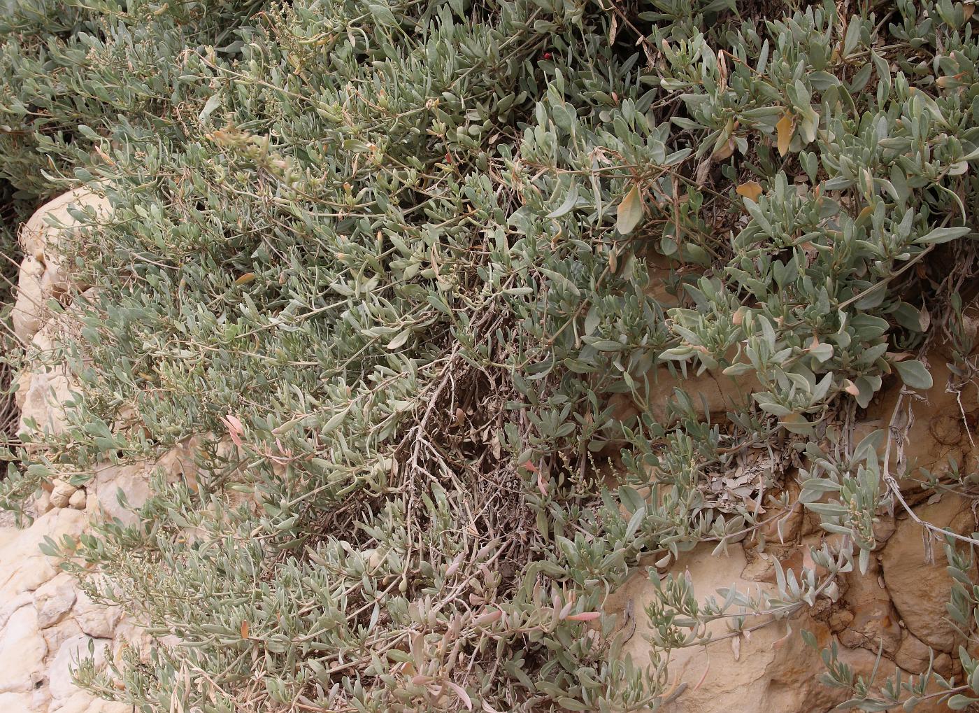 Image of Halimione portulacoides specimen.