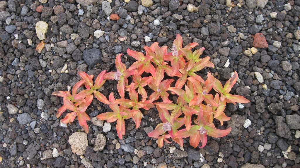 Image of Pennellianthus frutescens specimen.