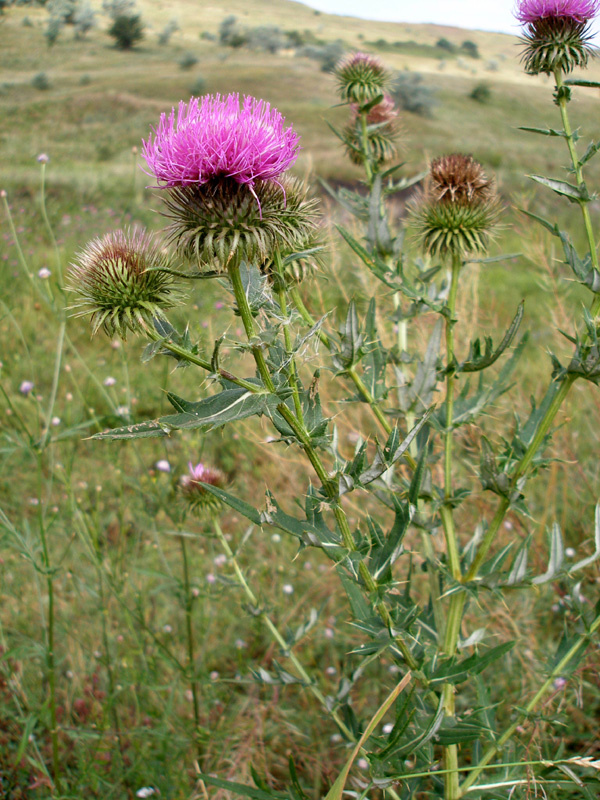 Image of Cirsium ciliatum specimen.