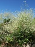 Crambe orientalis