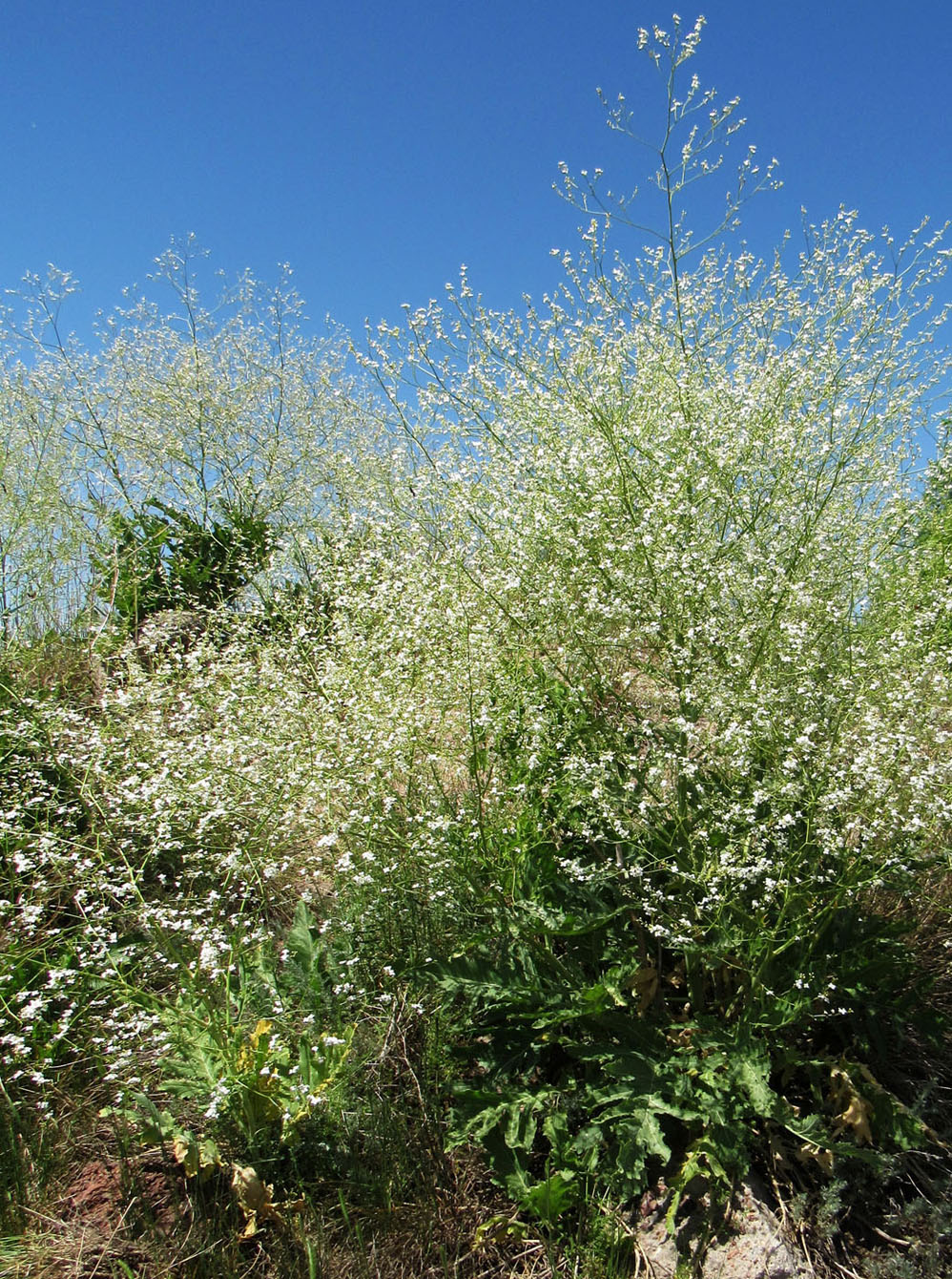 Изображение особи Crambe orientalis.