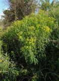 Euphorbia villosa. Цветущие растения. Украина, г. Запорожье, дно балки. 04.06.2020.