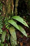 Anthurium pallens