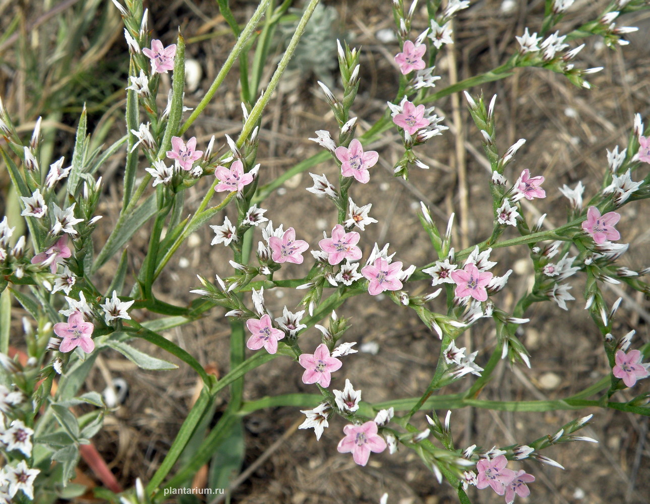 Image of Goniolimon tataricum specimen.