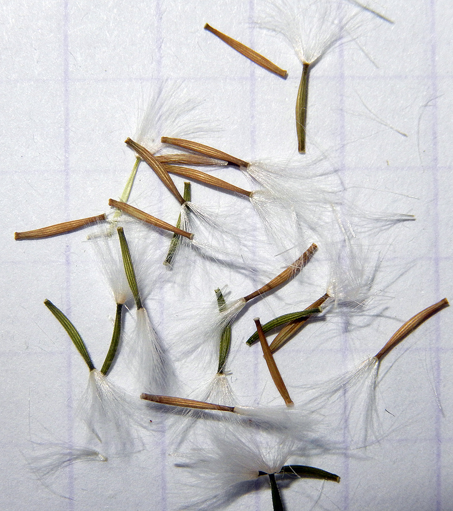 Image of Crepis pulchra specimen.