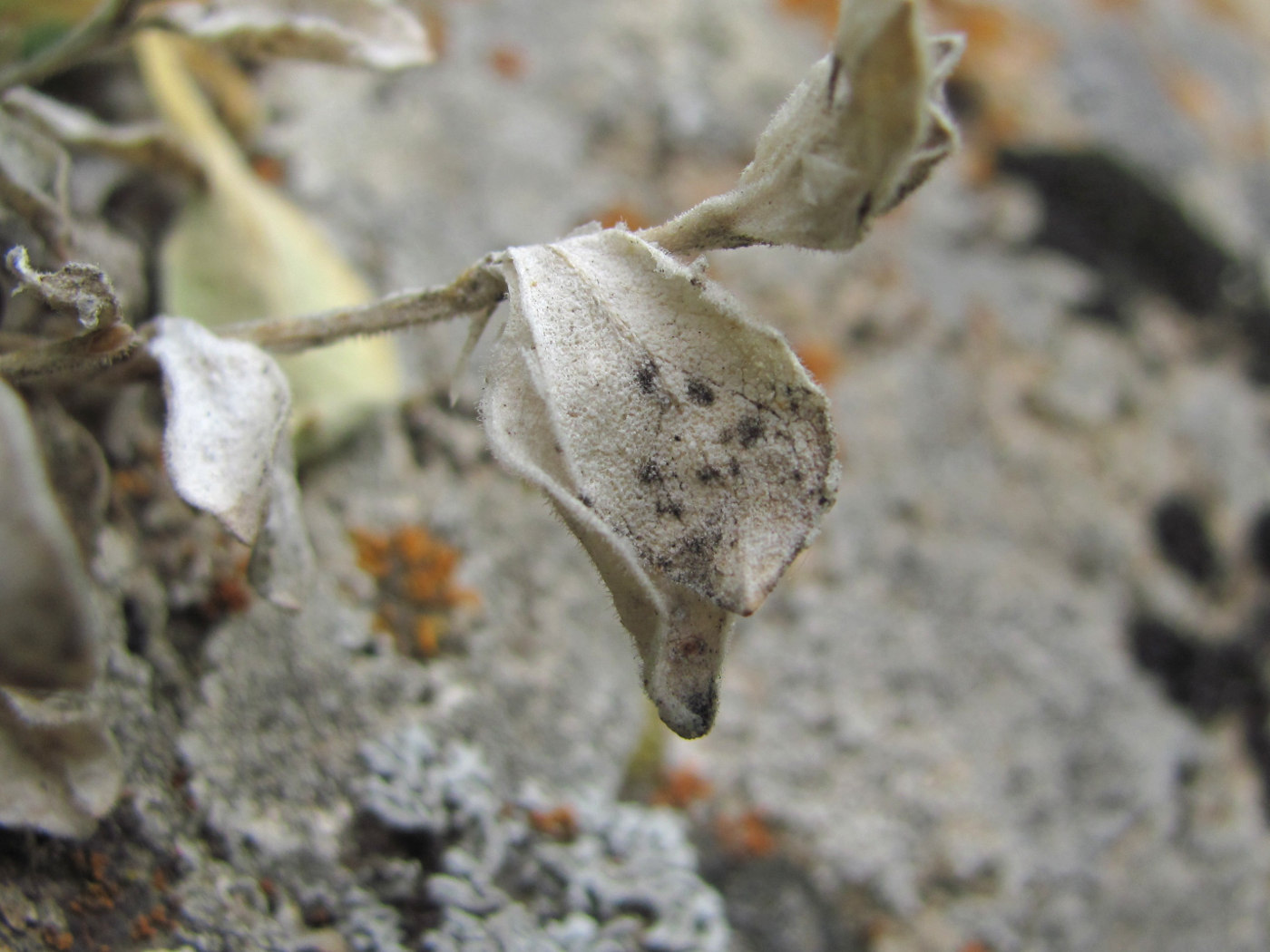 Image of Silene pygmaea specimen.