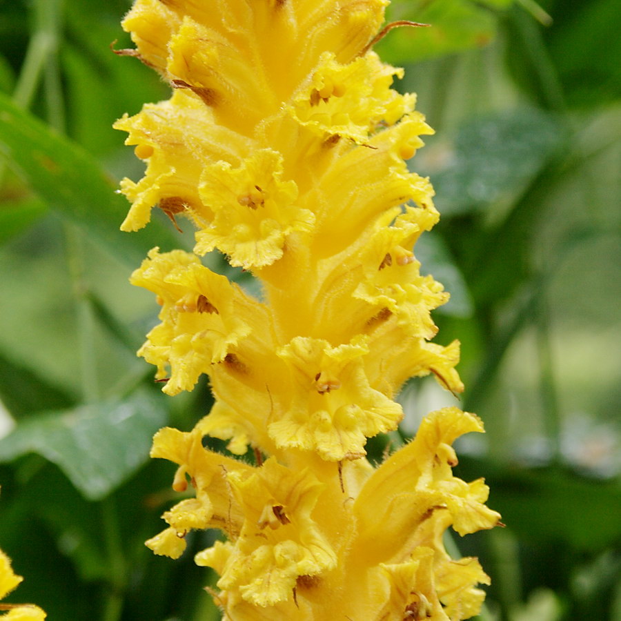 Image of Orobanche ingens specimen.