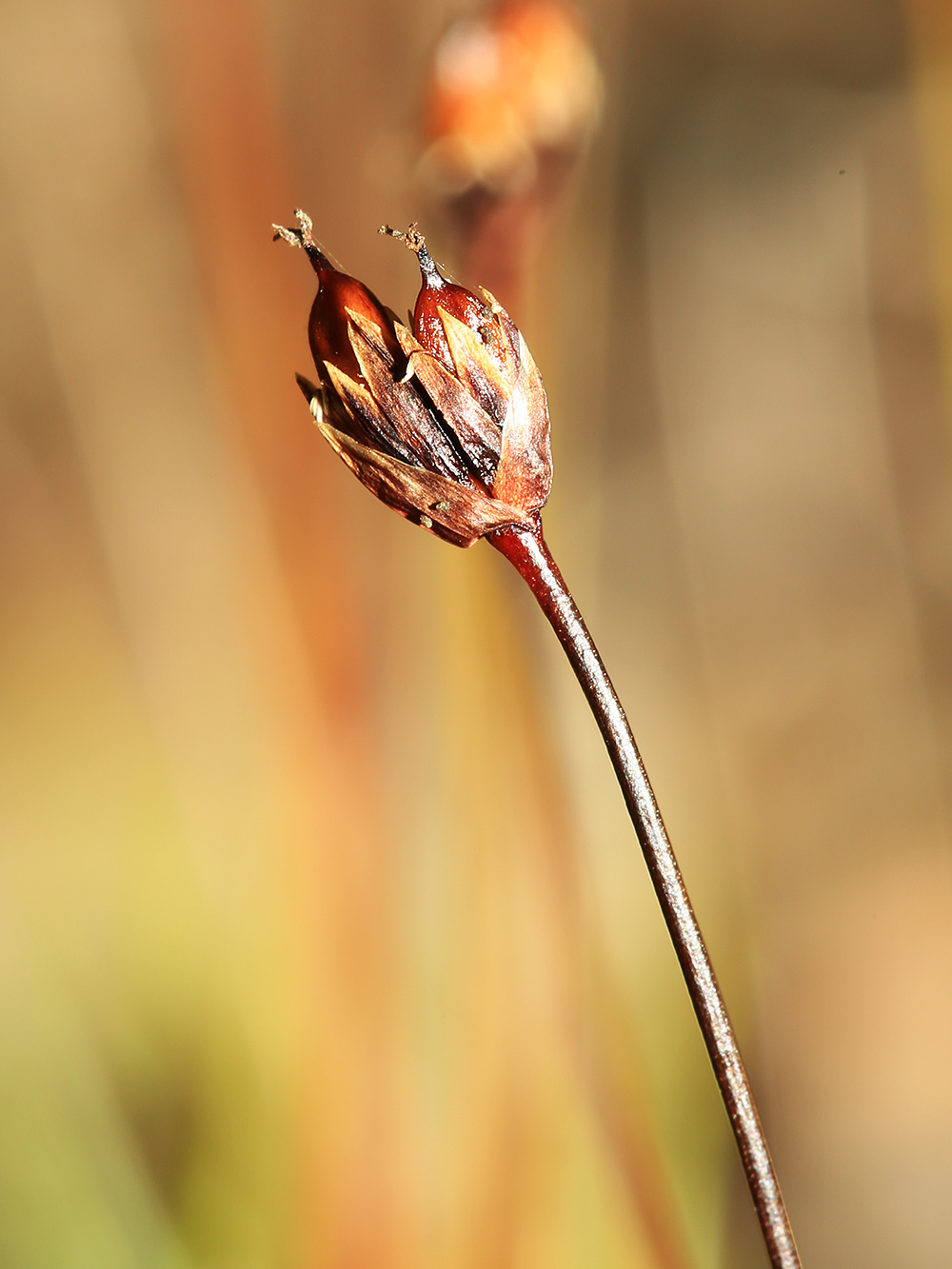 Изображение особи Juncus triglumis.