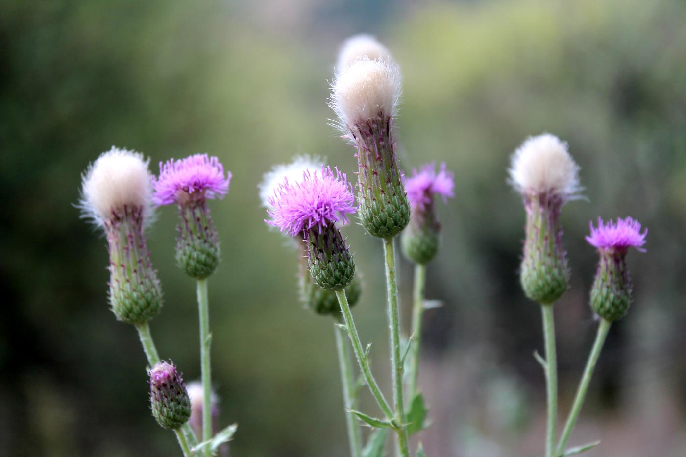 Image of Cirsium setosum specimen.