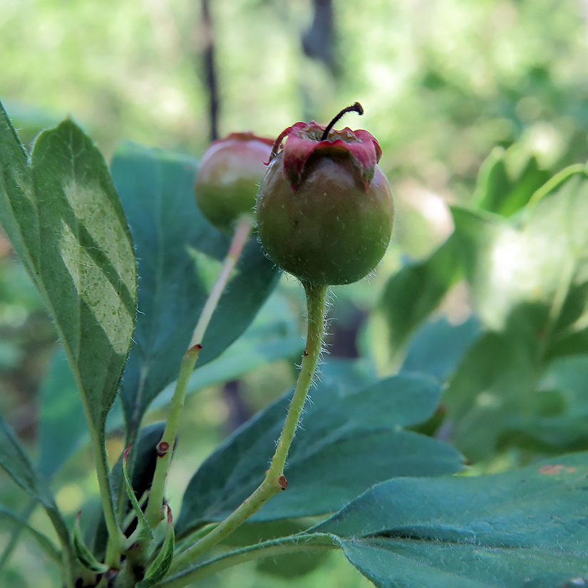 Image of Crataegus monogyna specimen.