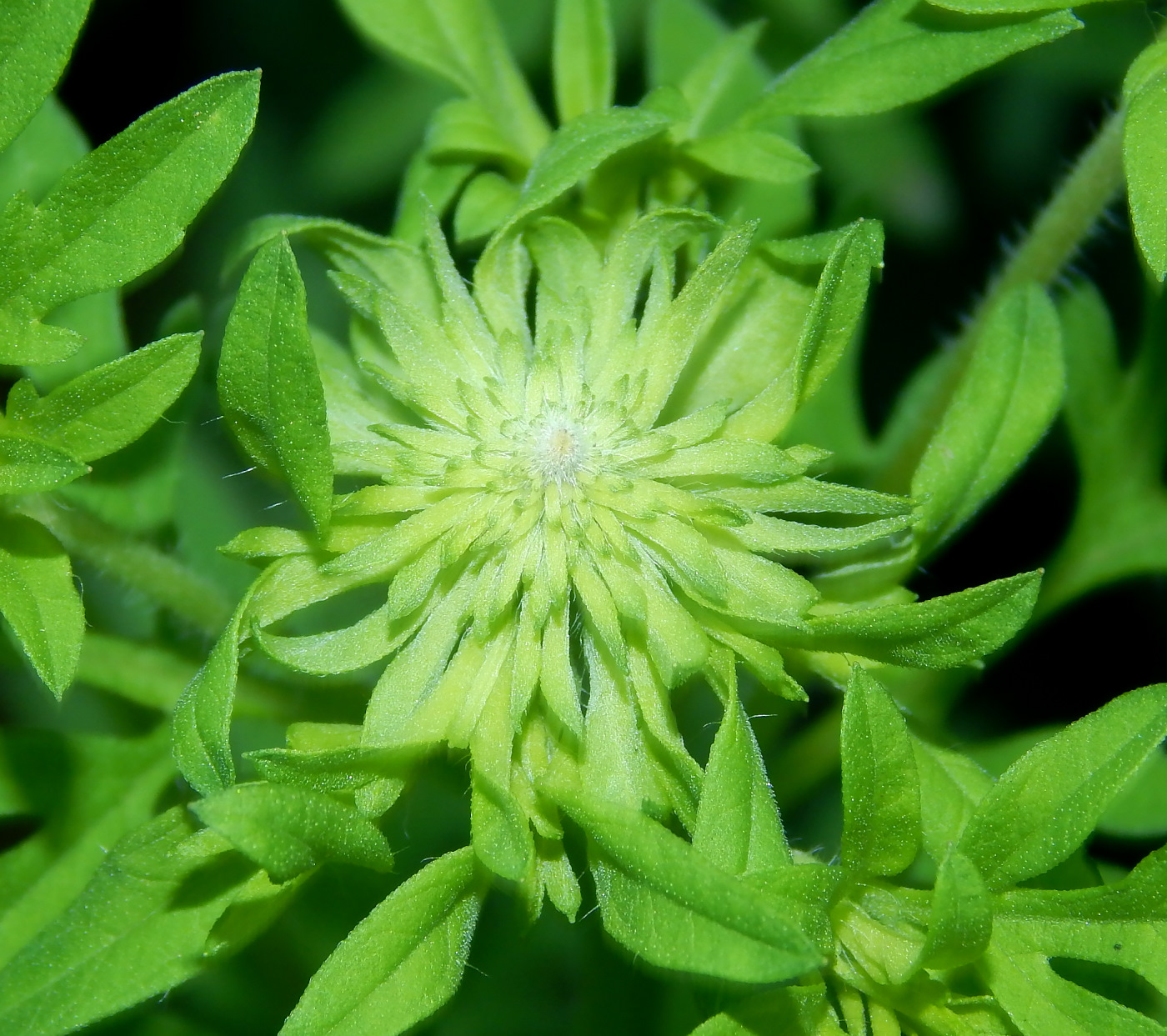 Изображение особи Ambrosia artemisiifolia.