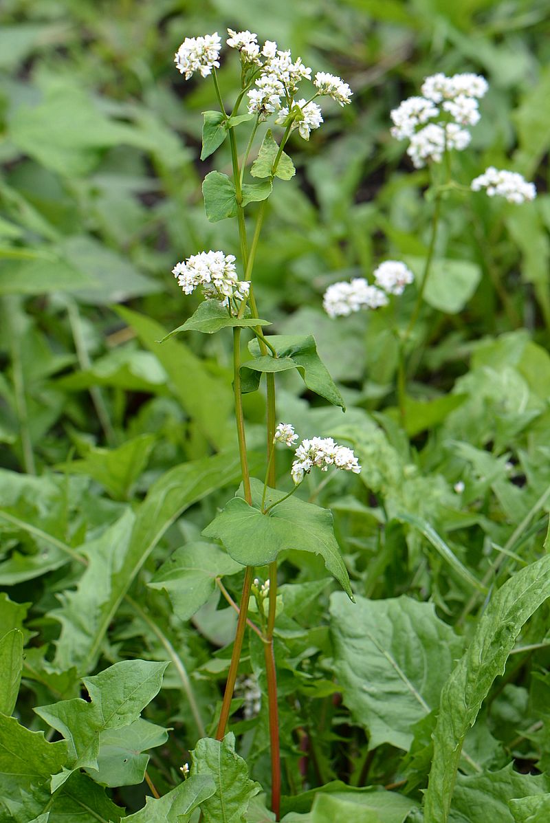 Изображение особи Fagopyrum esculentum.