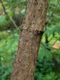 Image of taxon representative. Author is Наталия Панкова