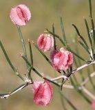 Calligonum leucocladum