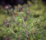 Symphyotrichum novae-angliae