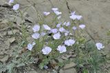 Linum lanuginosum