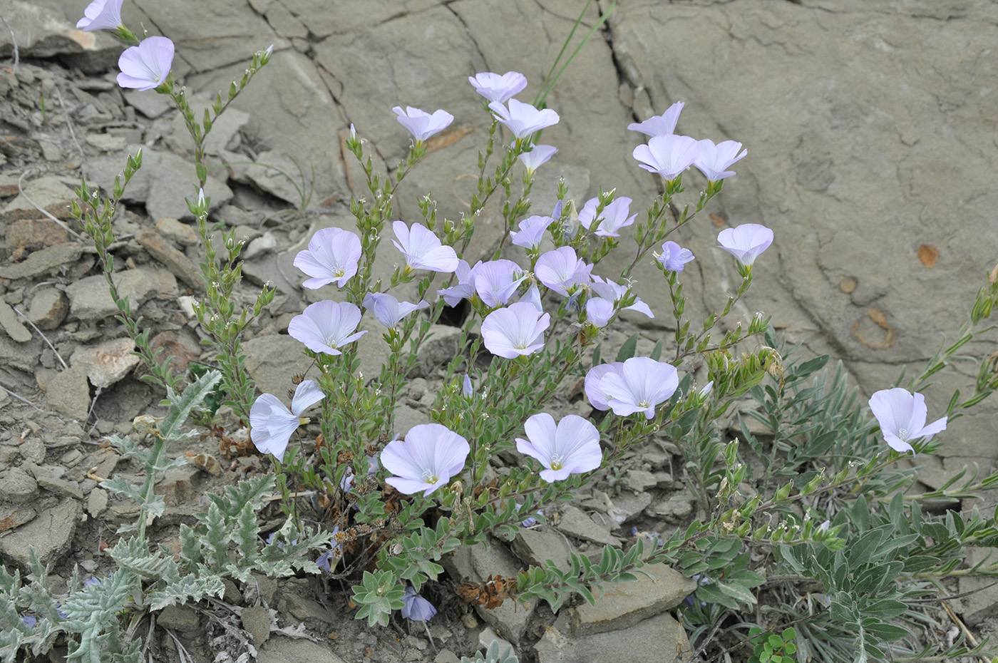 Изображение особи Linum lanuginosum.