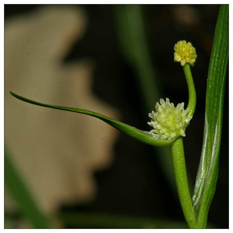 Image of Sparganium natans specimen.