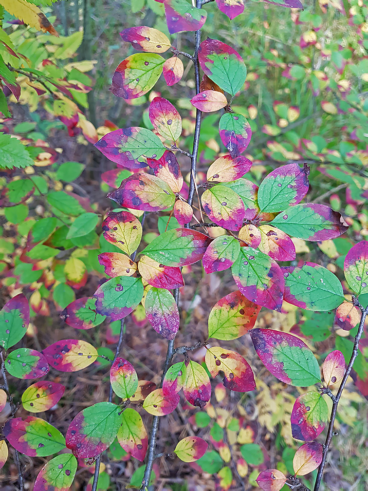 Image of Cotoneaster lucidus specimen.