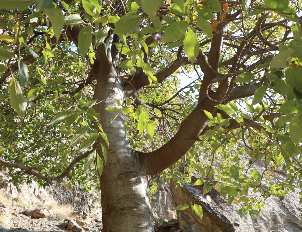 Image of Celtis caucasica specimen.