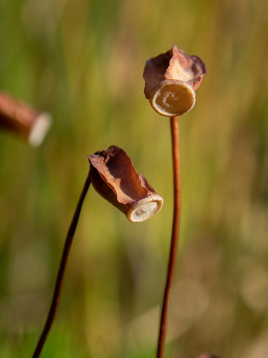 Image of Polytrichum commune specimen.