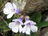 Haberlea rhodopensis