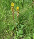 Ligularia sibirica