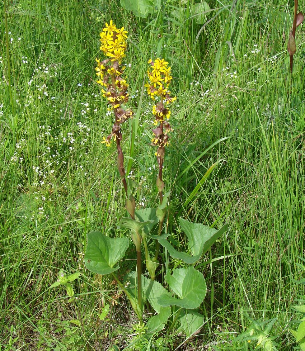 Image of Ligularia sibirica specimen.