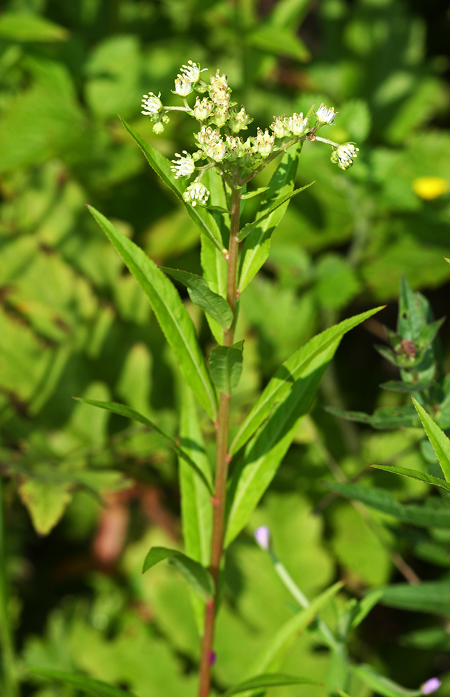 Image of Penthorum chinense specimen.