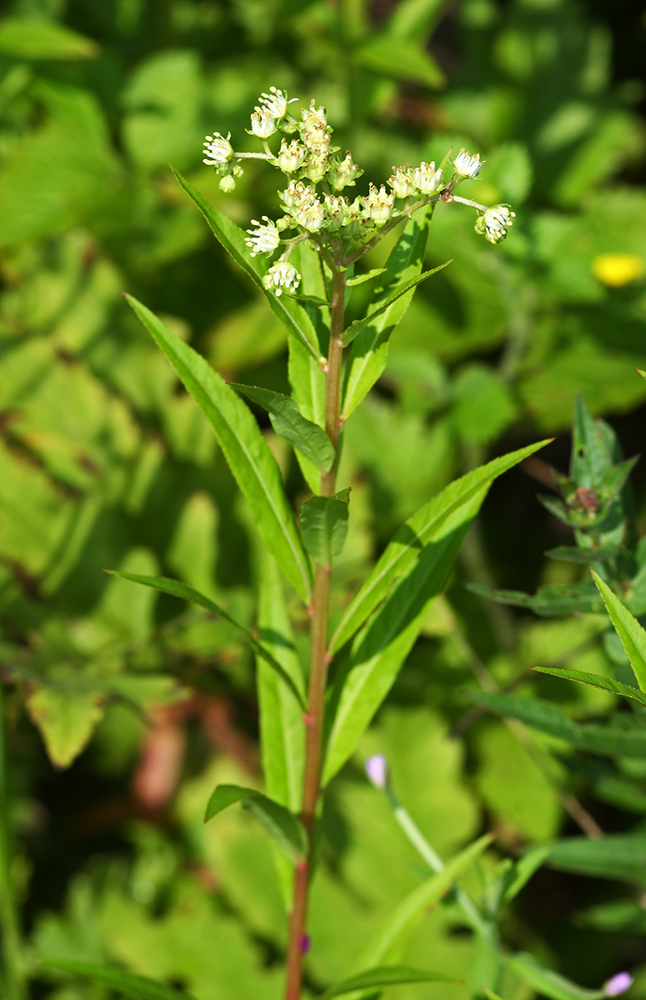 Изображение особи Penthorum chinense.