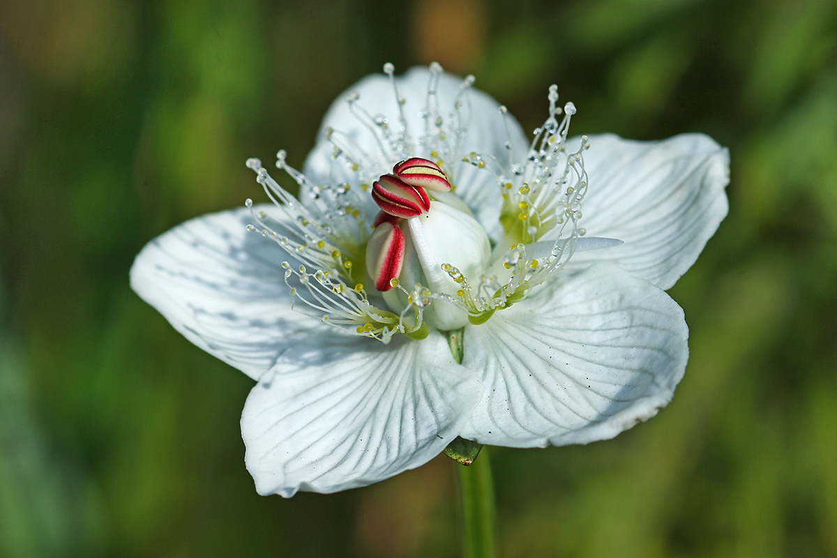 Изображение особи Parnassia palustris.