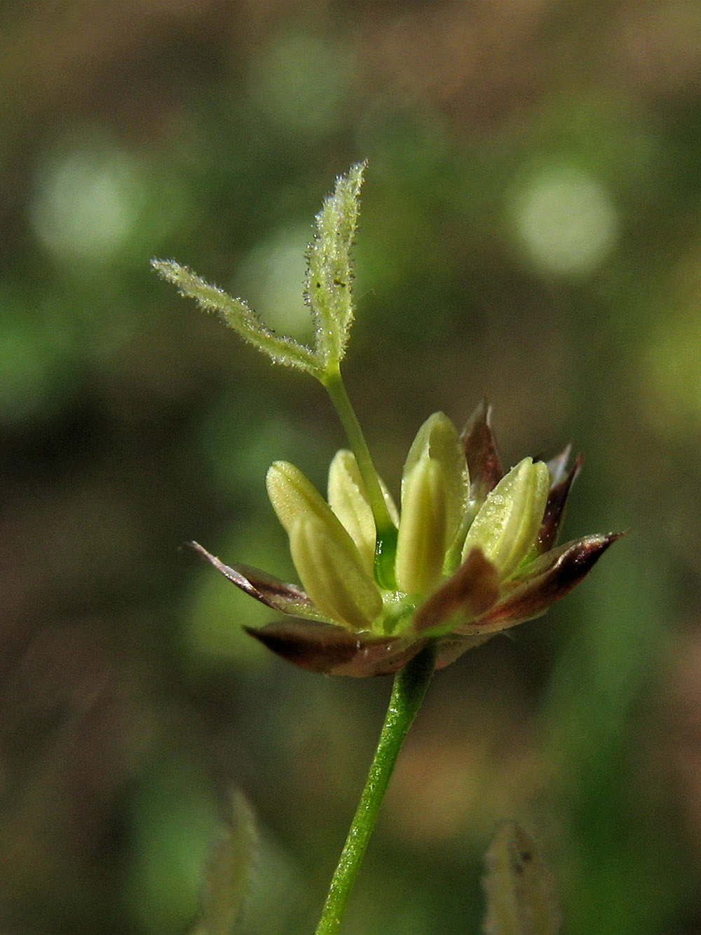 Image of Luzula sylvatica specimen.