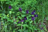 Prunella vulgaris