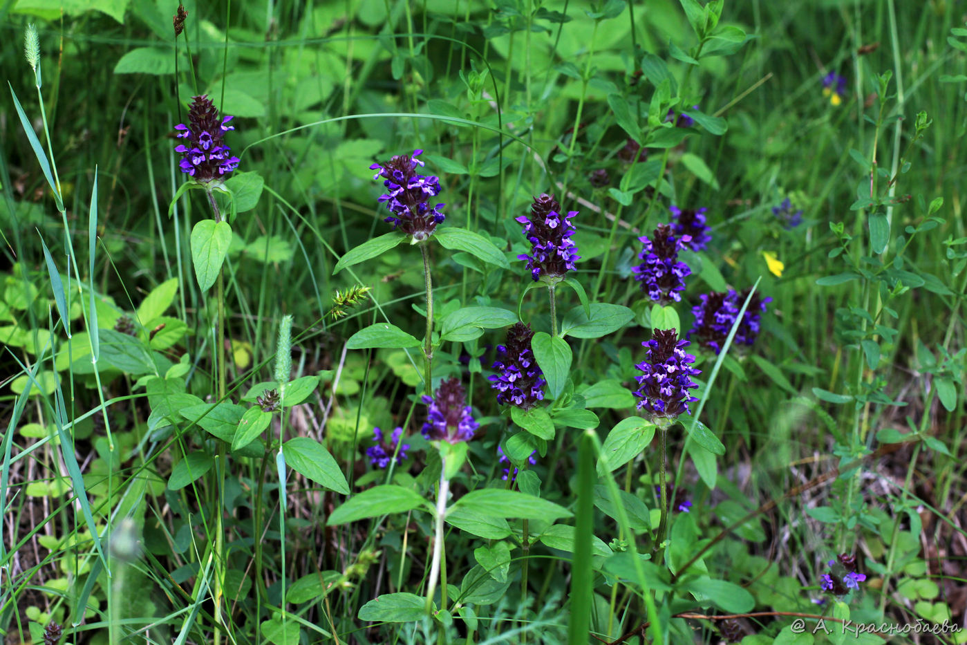 Изображение особи Prunella vulgaris.