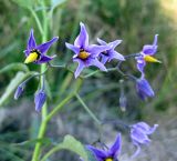 Solanum dulcamara