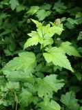 Physocarpus opulifolius. Молодой побег. Санкт-Петербург, Дудергофские высоты, склон южной экспозиции, широколиственный лес, обочина пешеходной дорожки. 04.07.2020.