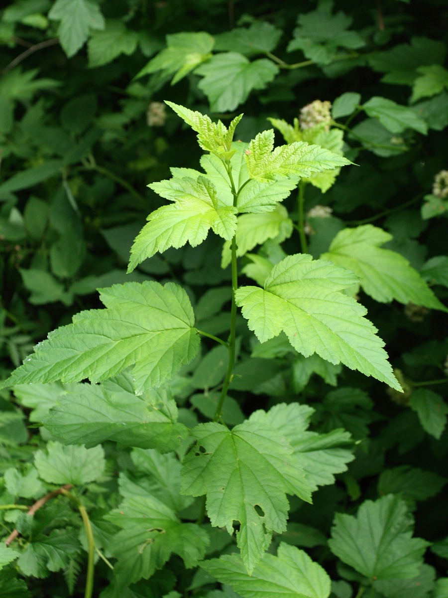 Image of Physocarpus opulifolius specimen.