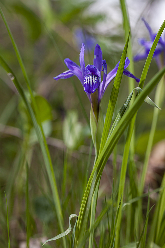 Изображение особи Iris ruthenica.