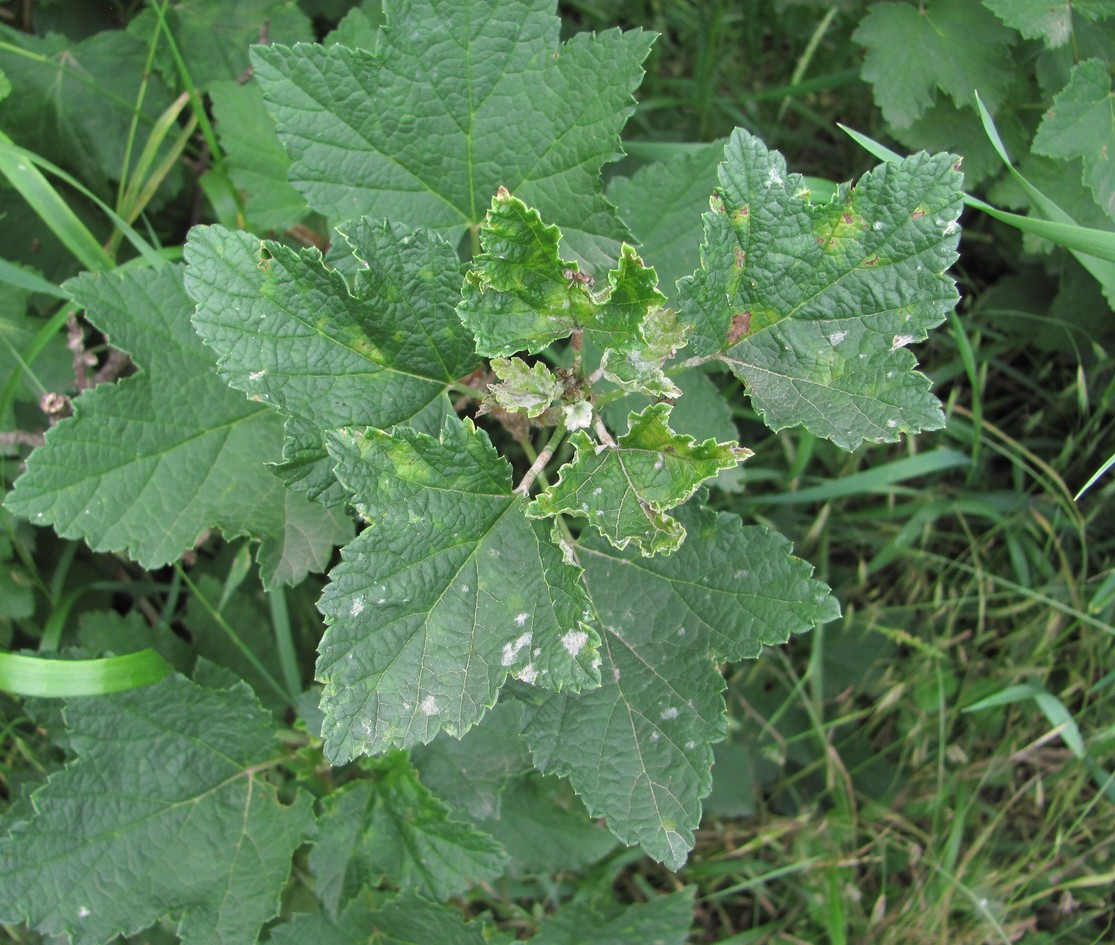 Image of Ribes rubrum specimen.
