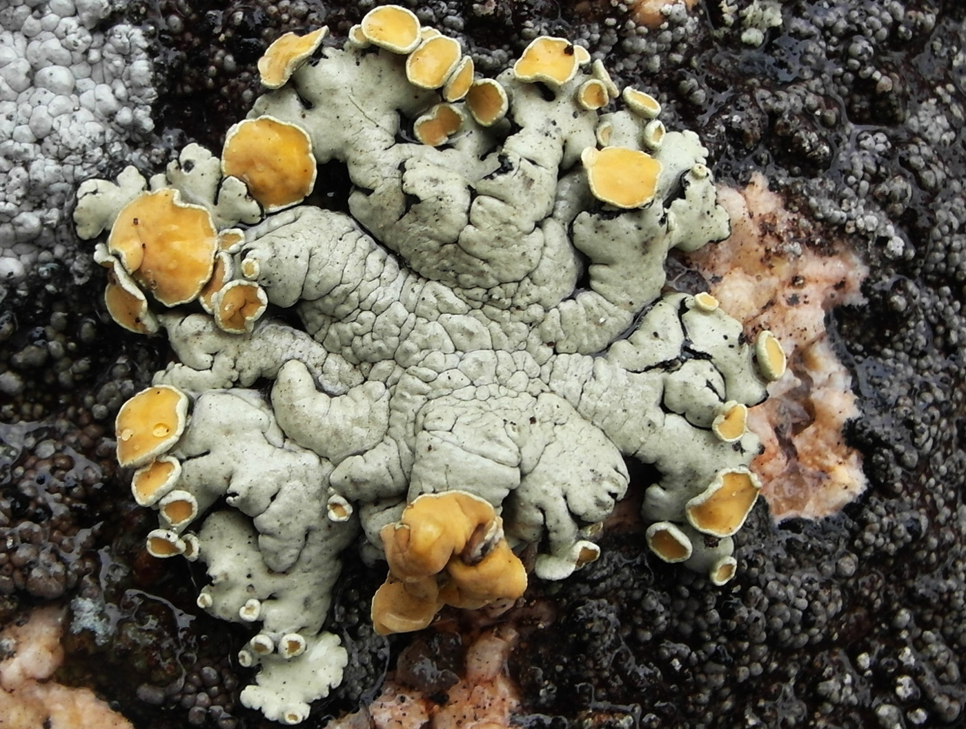 Изображение особи Rhizoplaca chrysoleuca.